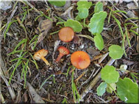 Schuppiger Saftling - Hygrocybe coccineocrenata