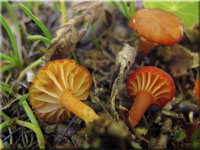 Schuppiger Saftling - Hygrocybe coccineocrenata