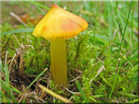 Kegeliger Saftling - Hygrocybe conica