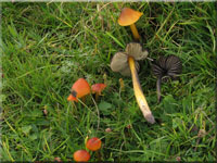 Kegeliger Saftling - Hygrocybe conica