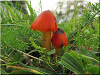 Kegeliger Saftling - Hygrocybe conica