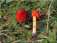 Kegeliger Saftling - Hygrocybe conica