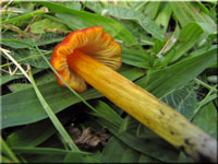 Kegeliger Saftling - Hygrocybe conica