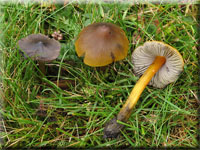 Kegeliger Saftling - Hygrocybe conica