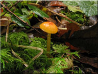 Schleimfuß-Saftling - Hygrocybe glutinipes