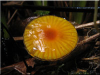 Schleimfu-Saftling - Hygrocybe glutinipes