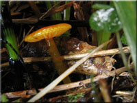 Schleimfu-Saftling - Hygrocybe glutinipes