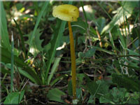Schleimfu-Saftling - Hygrocybe glutinipes