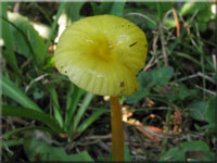 Schleimfu-Saftling - Hygrocybe glutinipes