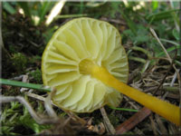 Schleimfu-Saftling - Hygrocybe glutinipes
