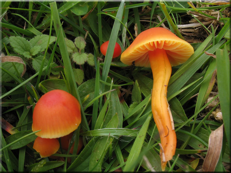 Gelbrandiger Saftling - Hygrocybe insipida