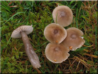 Grauer Saftling - Hygrocybe irrigata