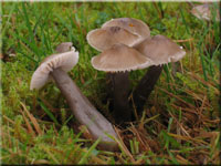 Grauer Saftling - Hygrocybe irrigata