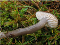 Grauer Saftling - Hygrocybe irrigata