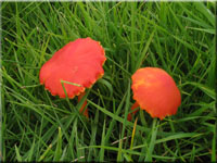 Kerbrandiger Saftling - Hygrocybe marchii