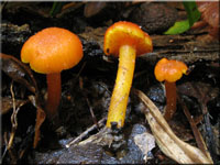 Mennigroter Saftling - Hygrocybe miniata