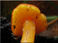 Mennigroter Saftling - Hygrocybe miniata