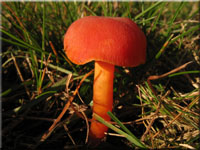 Mennigroter Saftling - Hygrocybe miniata