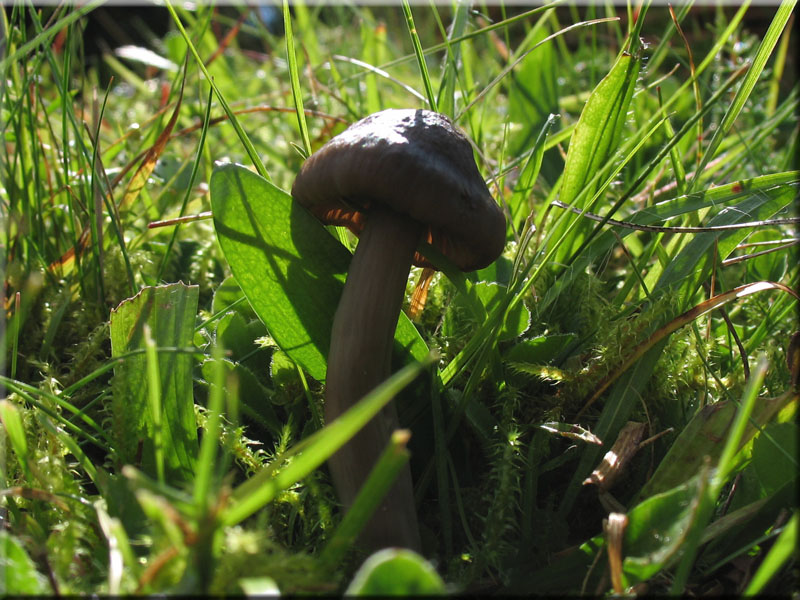 Rtender Saftling - Hygrocybe nitiosa