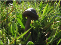 Rötender Saftling - Hygrocybe nitiosa