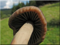 Rtender Saftling - Hygrocybe nitiosa