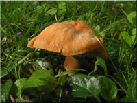 Orangefarbener Wiesen-Ellerling - Hygrocybe pratensis 