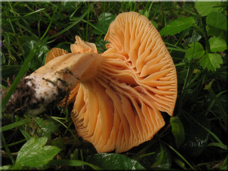 Orangefarbener Wiesen-Ellerling - Hygrocybe pratensis 