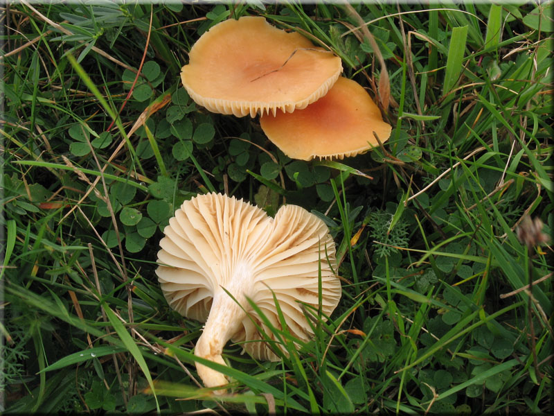 Orangefarbener Wiesen-Ellerling - Hygrocybe pratensis 