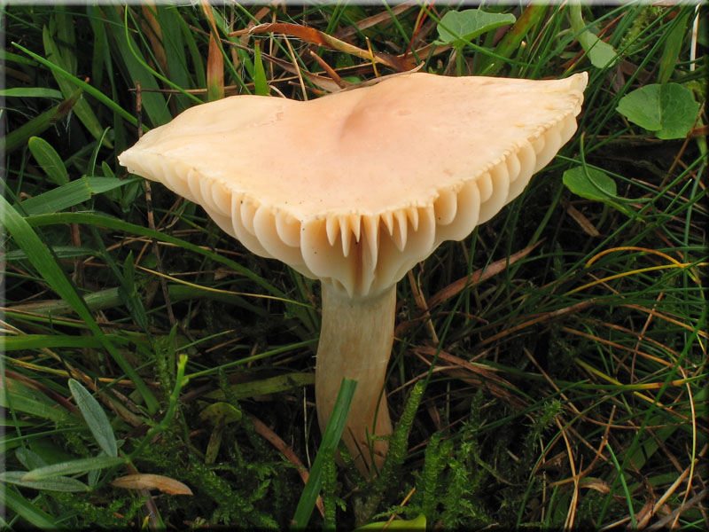 Orangefarbener Wiesen-Ellerling - Hygrocybe pratensis 