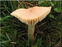 Orangefarbener Wiesen-Ellerling - Hygrocybe pratensis 