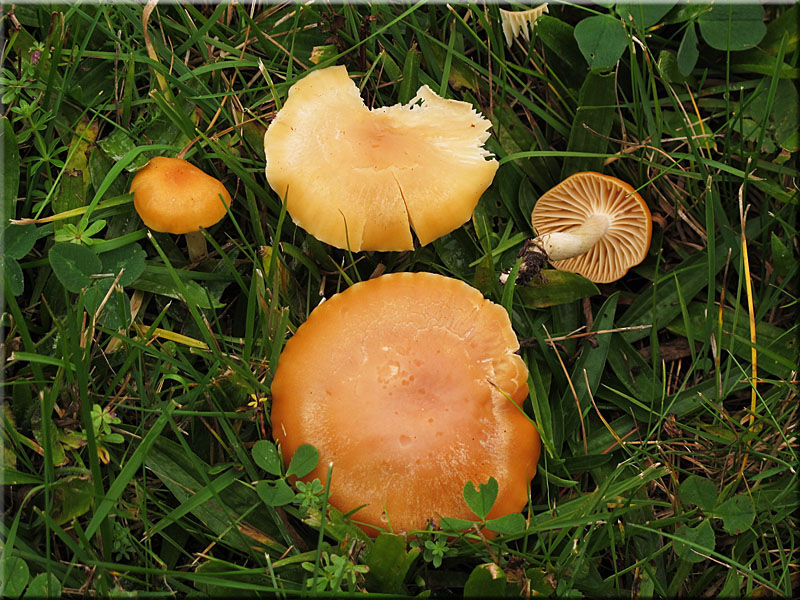 Orangefarbener Wiesen-Ellerling - Hygrocybe pratensis 