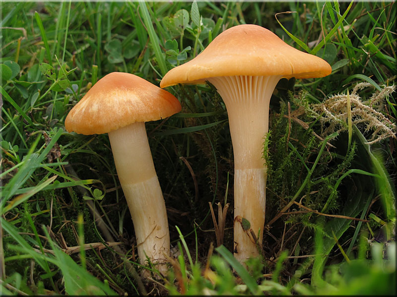 Orangefarbener Wiesen-Ellerling - Hygrocybe pratensis 