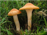 Orangefarbener Wiesen-Ellerling - Hygrocybe pratensis 