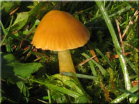 Papageigrner Saftling - Hygrocybe psittacina