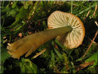Papageigrner Saftling - Hygrocybe psittacina
