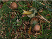 Papageigrüner Saftling - Hygrocybe psittacina