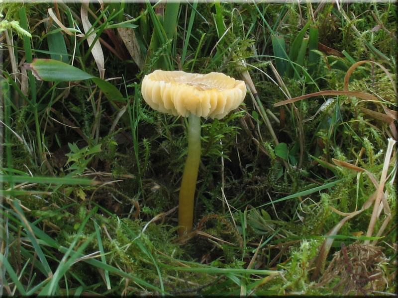 Papageigrner Saftling - Hygrocybe psittacina