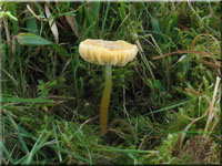 Papageigrner Saftling - Hygrocybe psittacina