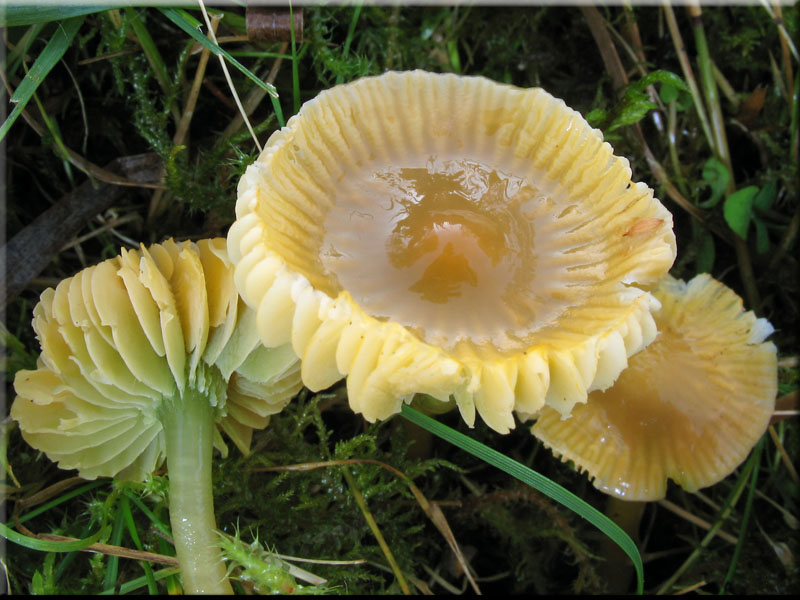 Papageigrner Saftling - Hygrocybe psittacina