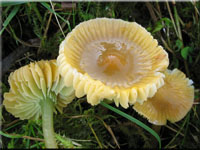 Papageigrner Saftling - Hygrocybe psittacina