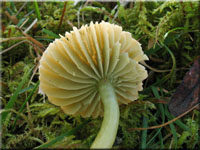Papageigrner Saftling - Hygrocybe psittacina