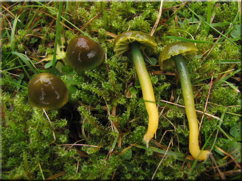 Papageigrner Saftling - Hygrocybe psittacina