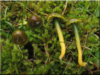 Papageigrner Saftling - Hygrocybe psittacina