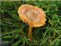 Granatroter Saftling - Hygrocybe punicea