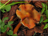 Schwarzgelber Kegel-Saftling - Hygrocybe tristis