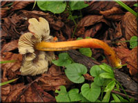 Schwarzgelber Kegel-Saftling - Hygrocybe tristis
