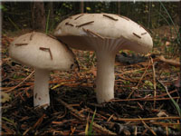 Wohlriechender Schneckling - Hygrophorus agathosmus