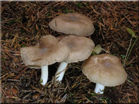 Wohlriechender Schneckling - Hygrophorus agathosmus