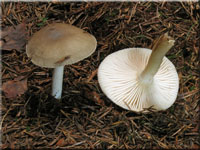 Wohlriechender Schneckling - Hygrophorus agathosmus