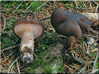 Graubrauner Schneckling - Hygrophorus camarophyllus